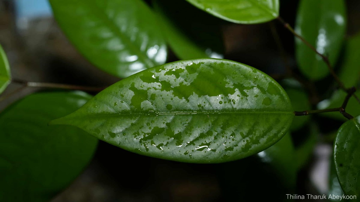 Doona venulosa Thwaites P.S.Ashton